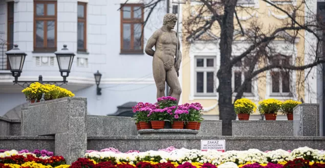Sprzedaż chryzantem: jest możliwość udostępnienia pasa drogowego