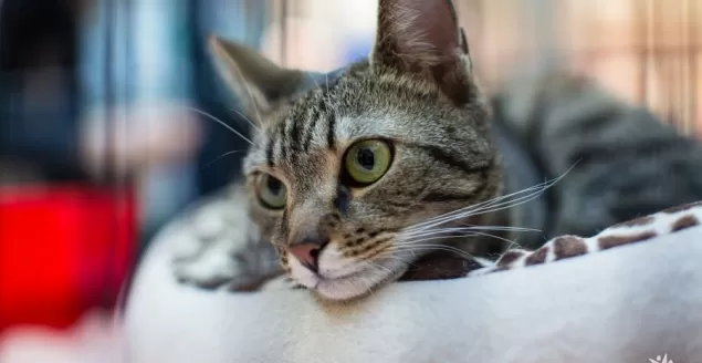 kot adopcja