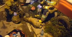 Nocny pożar przy ul. Traugutta. Poszkodowani seniorka oraz pies