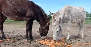 Rusza kolejna edycja akcji "Rower Pomaga zwierzętom"