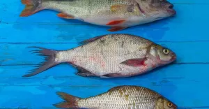 LGR Bielska Kraina przygotowała bazę punktów sprzedaży ryb